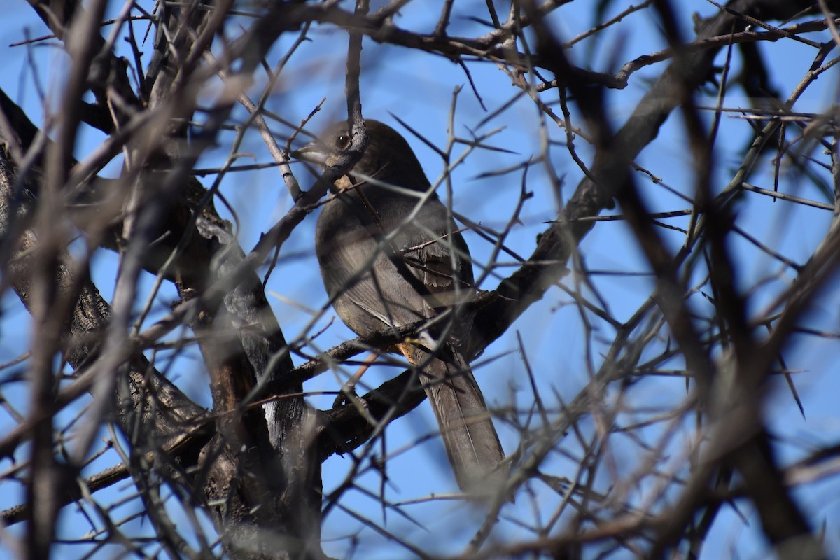 Canyon Towhee - ML357738381