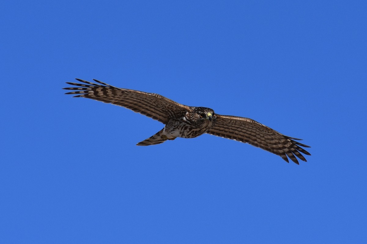 Cooper's Hawk - ML357738411