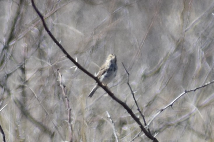 Savannah Sparrow - ML357738471