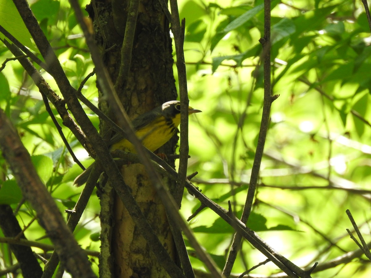 Canada Warbler - ML357740581