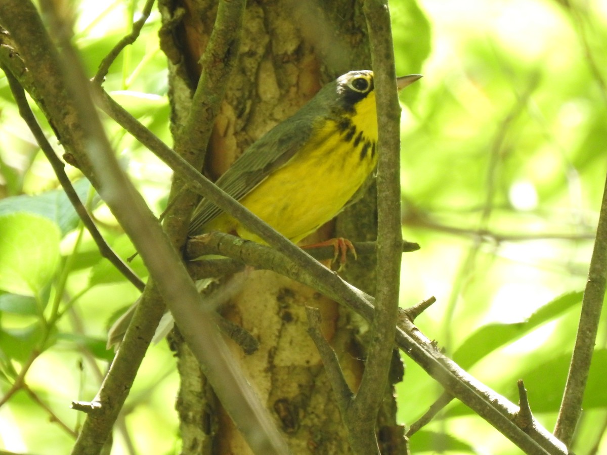 Canada Warbler - ML357740591