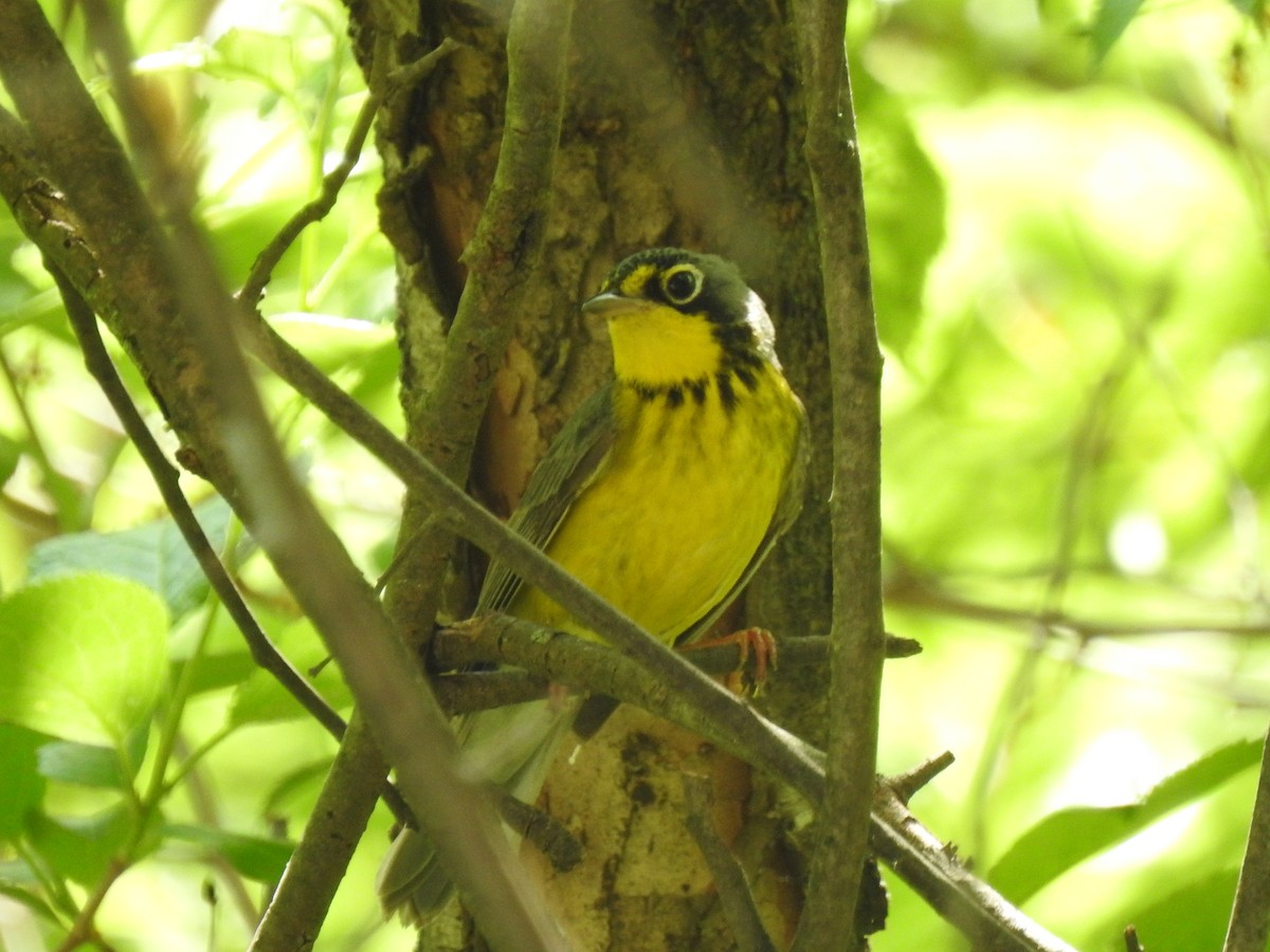 Canada Warbler - ML357740611