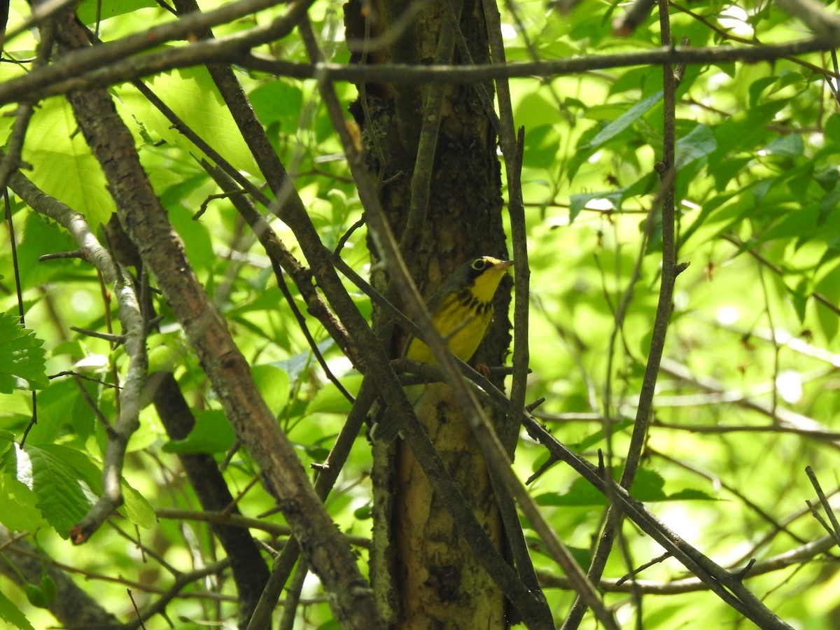 Canada Warbler - ML357740621