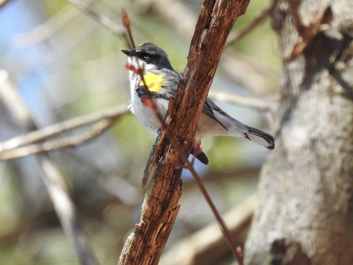 Yellow-rumped Warbler - ML357742391