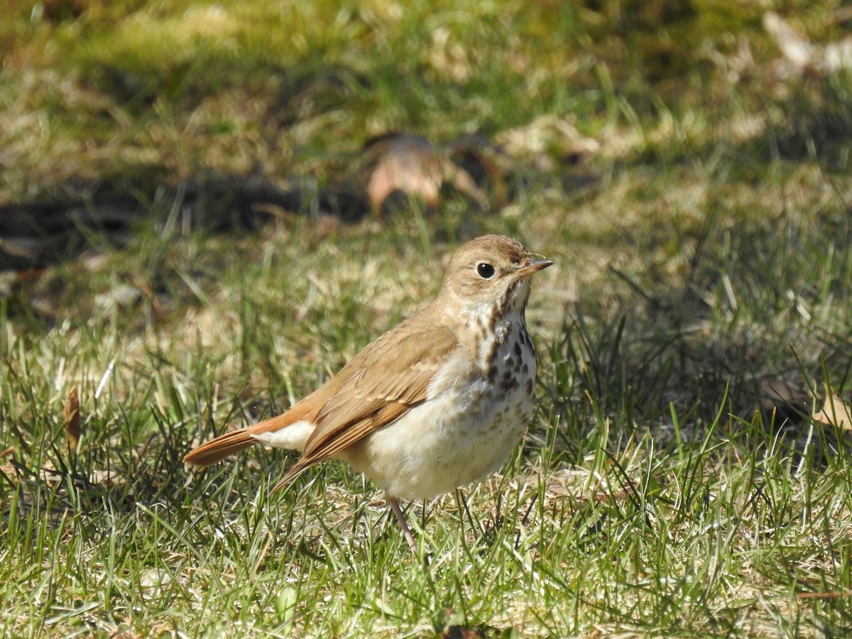 Hermit Thrush - ML357742481