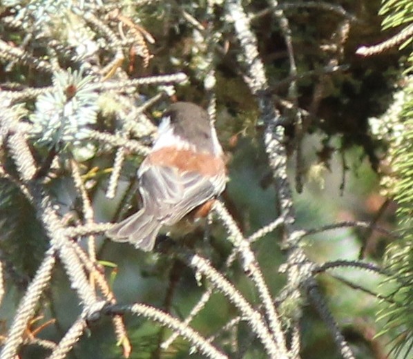 Chestnut-backed Chickadee - ML35774251