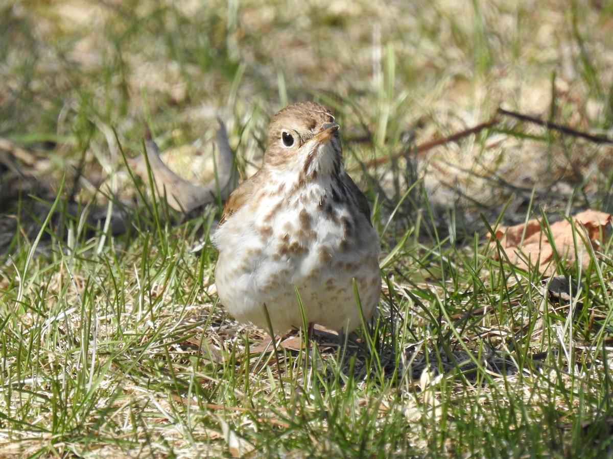 Hermit Thrush - ML357742531