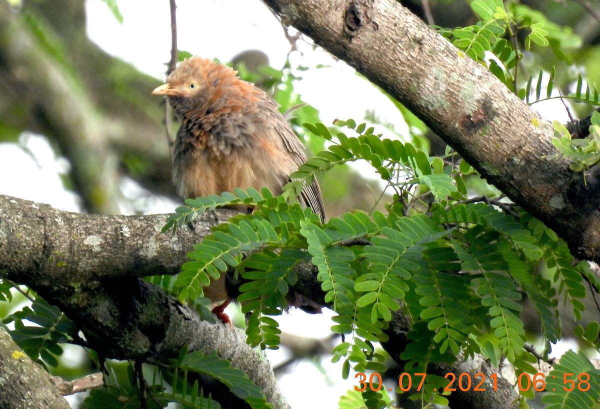 Yellow-billed Babbler - ML357743391