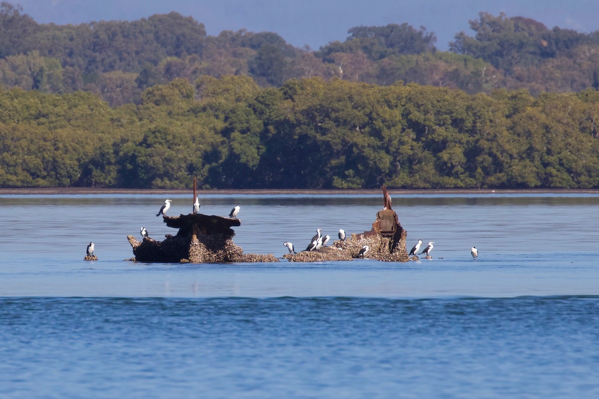 Pied Cormorant - ML357744101