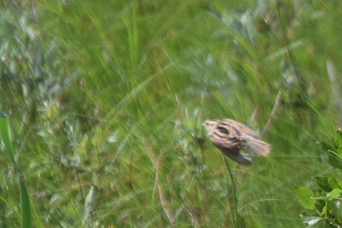 LeConte's Sparrow - Will Brooks