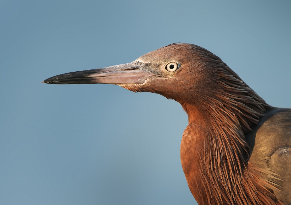 Reddish Egret - ML357746321