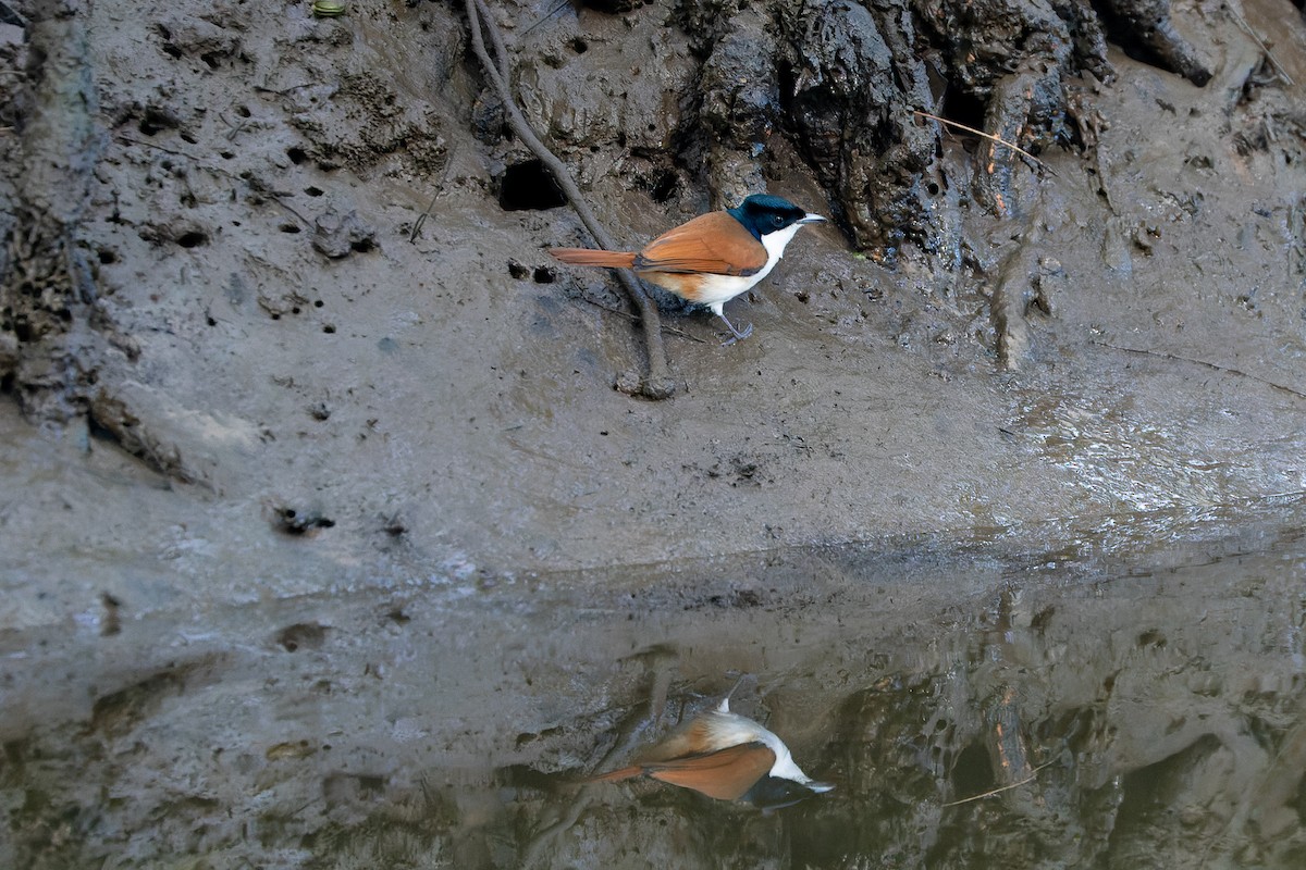 Shining Flycatcher - ML357747461