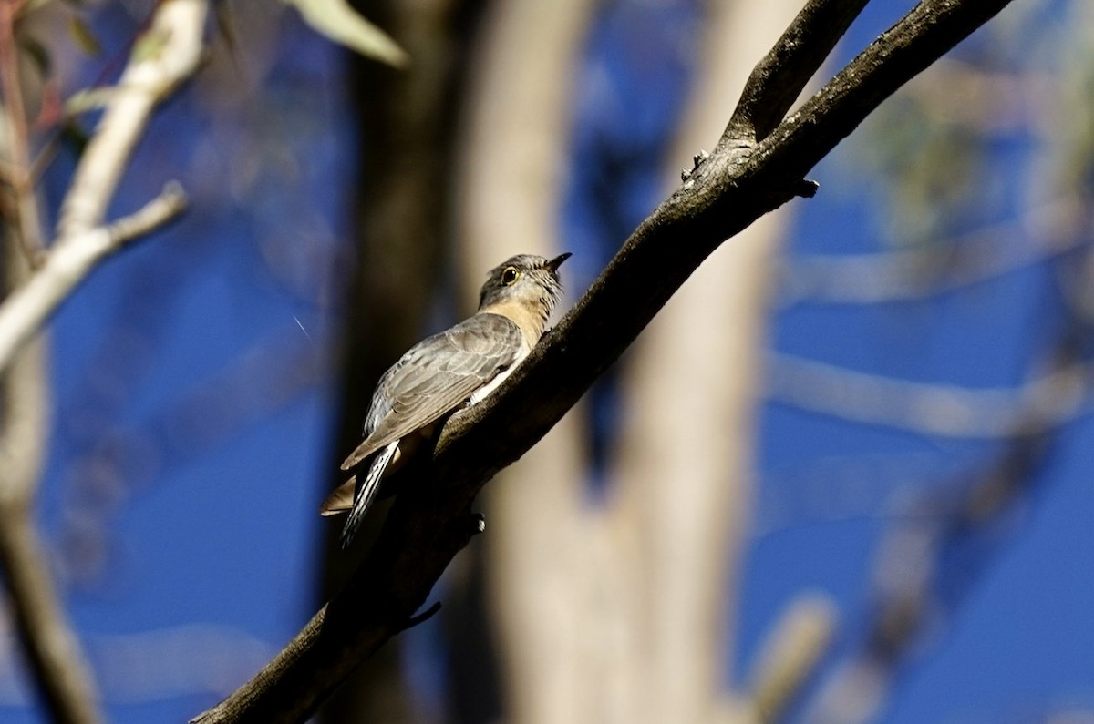 Fan-tailed Cuckoo - ML357748301