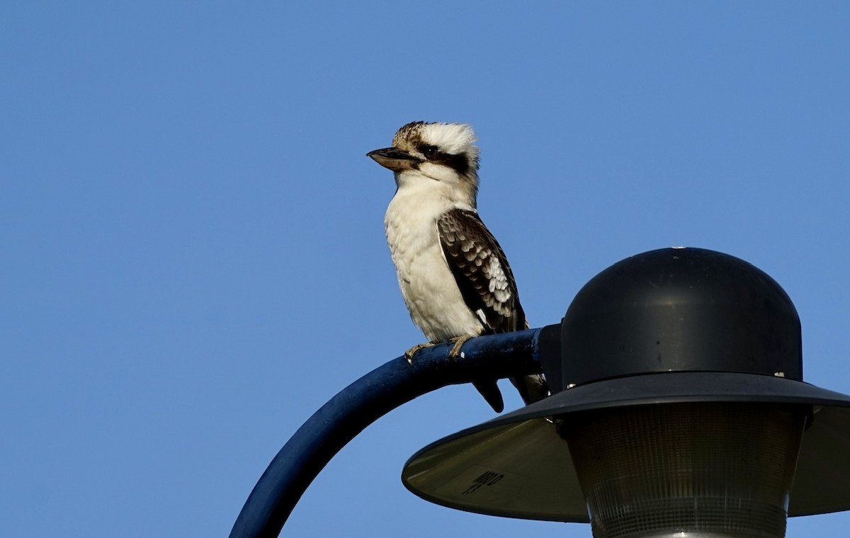 Laughing Kookaburra - ML357748421