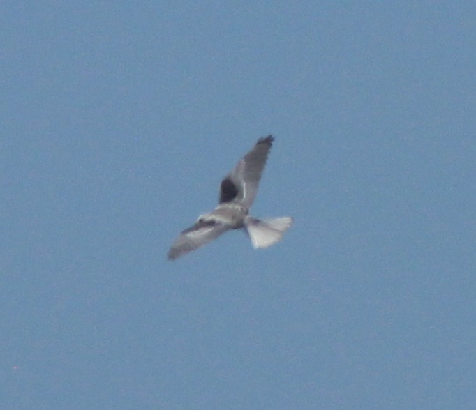 White-tailed Kite - ML35774881