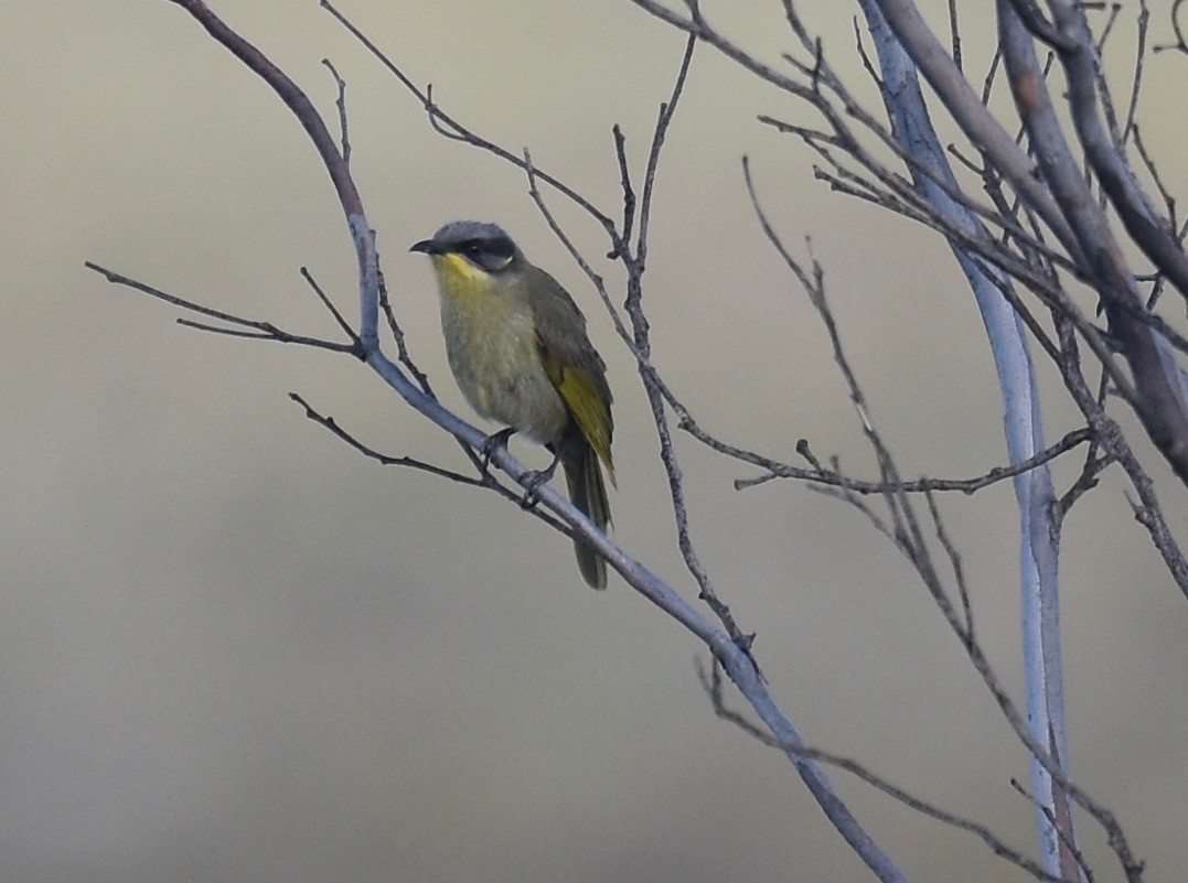 Purple-gaped Honeyeater - ML357749121