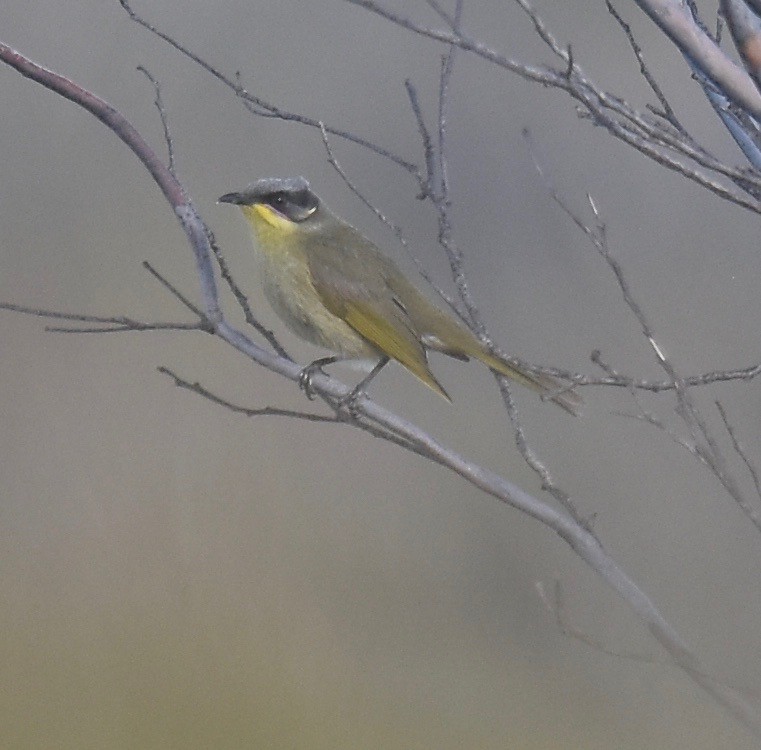 Purple-gaped Honeyeater - ML357749131