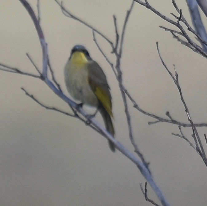 Purple-gaped Honeyeater - ML357749141
