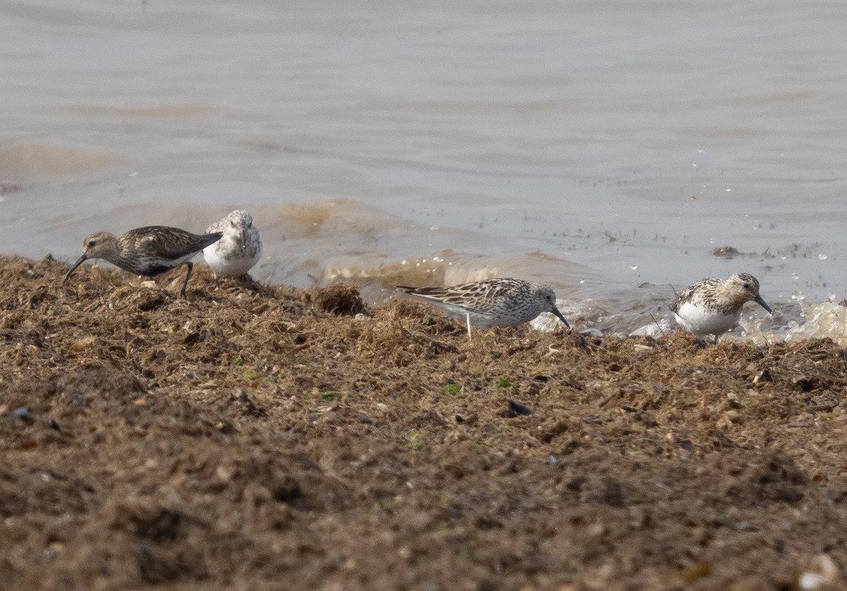 Weißbürzel-Strandläufer - ML357749311