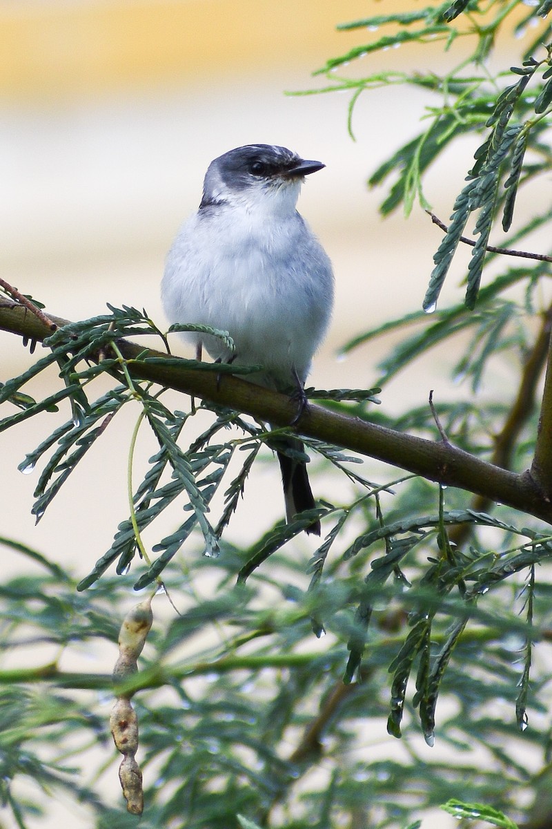 Ashy Minivet - ML357749521