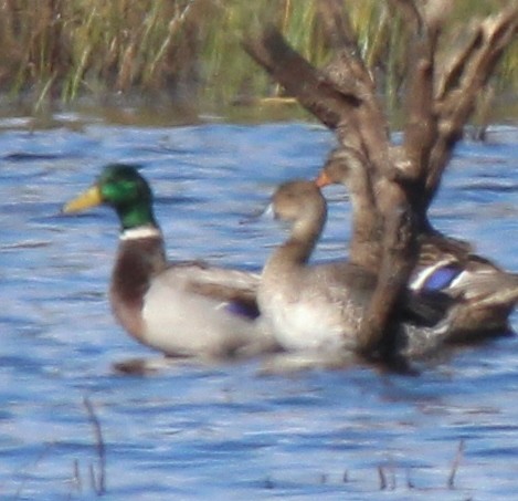 Northern Pintail - ML35774971