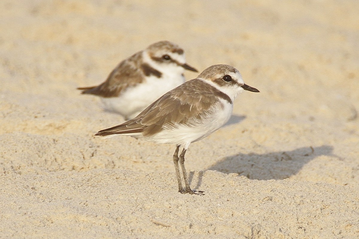 Kentish Plover - ML357751421