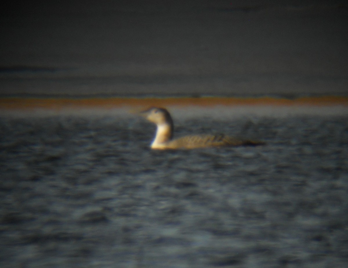 Yellow-billed Loon - ML35775151