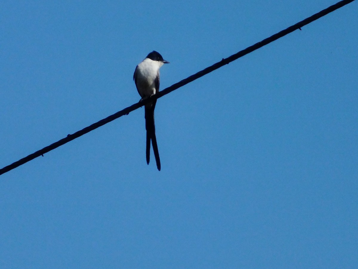 Fork-tailed Flycatcher - ML357751791