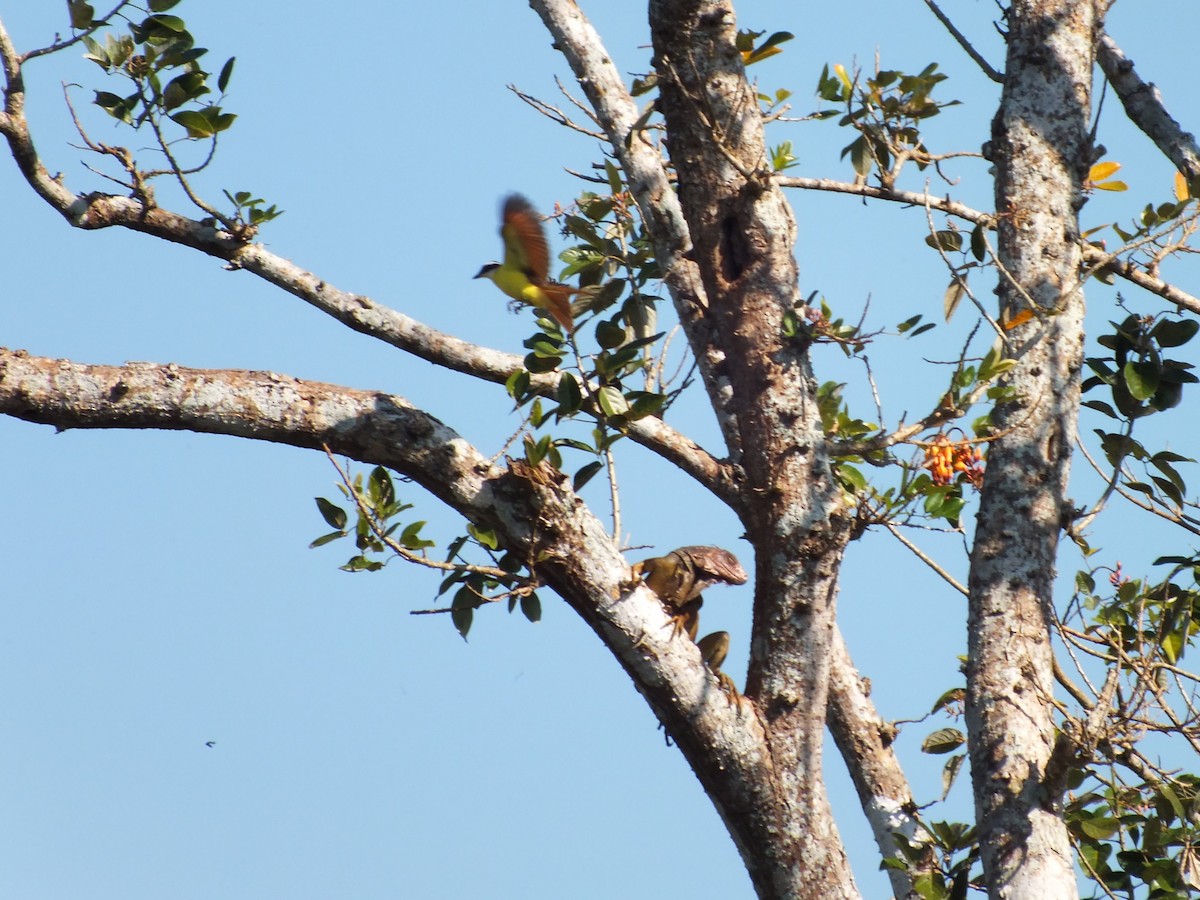 Great Kiskadee - ML357751811