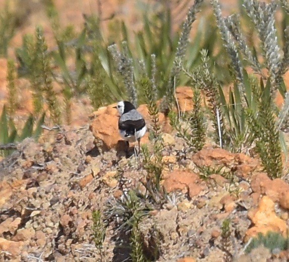 White-fronted Chat - ML357753631