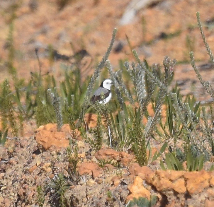 White-fronted Chat - ML357753641