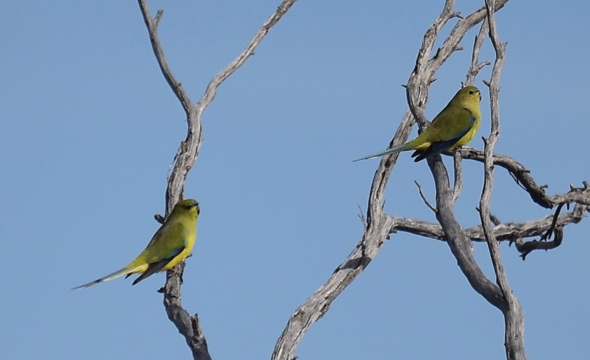 Elegant Parrot - ML357753651