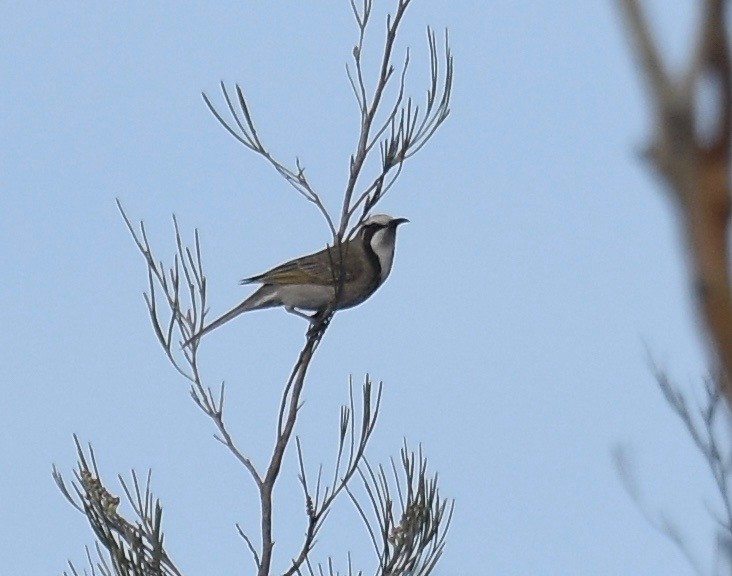 Tawny-crowned Honeyeater - ML357753661