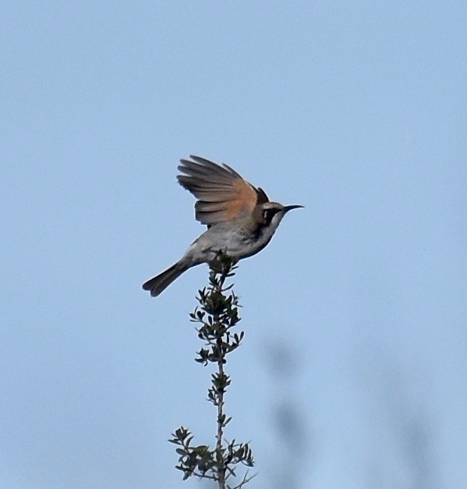 Tawny-crowned Honeyeater - ML357753691
