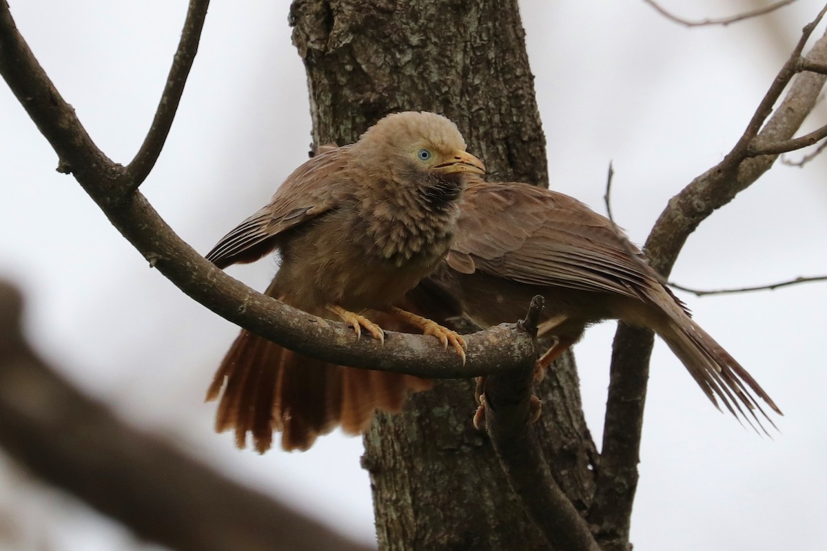 Yellow-billed Babbler - Kakul Paul