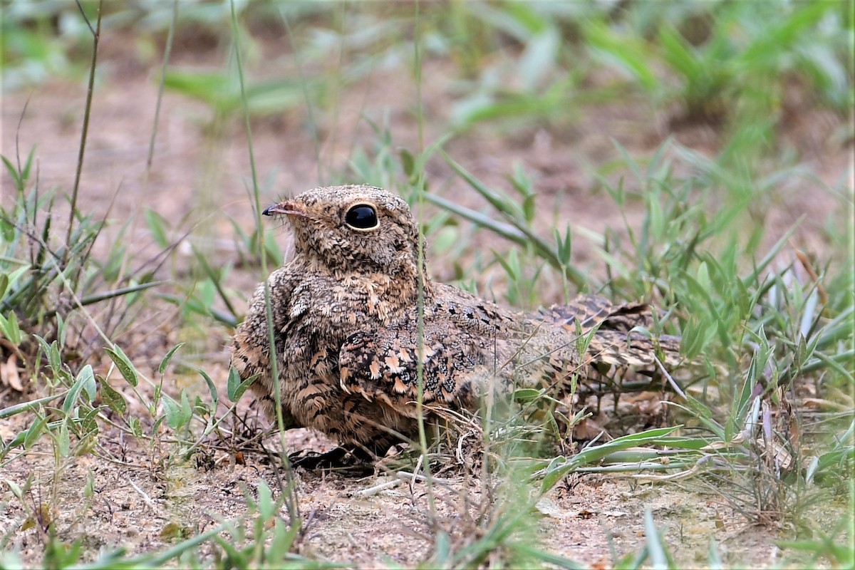 Plain Nightjar - ML357757211