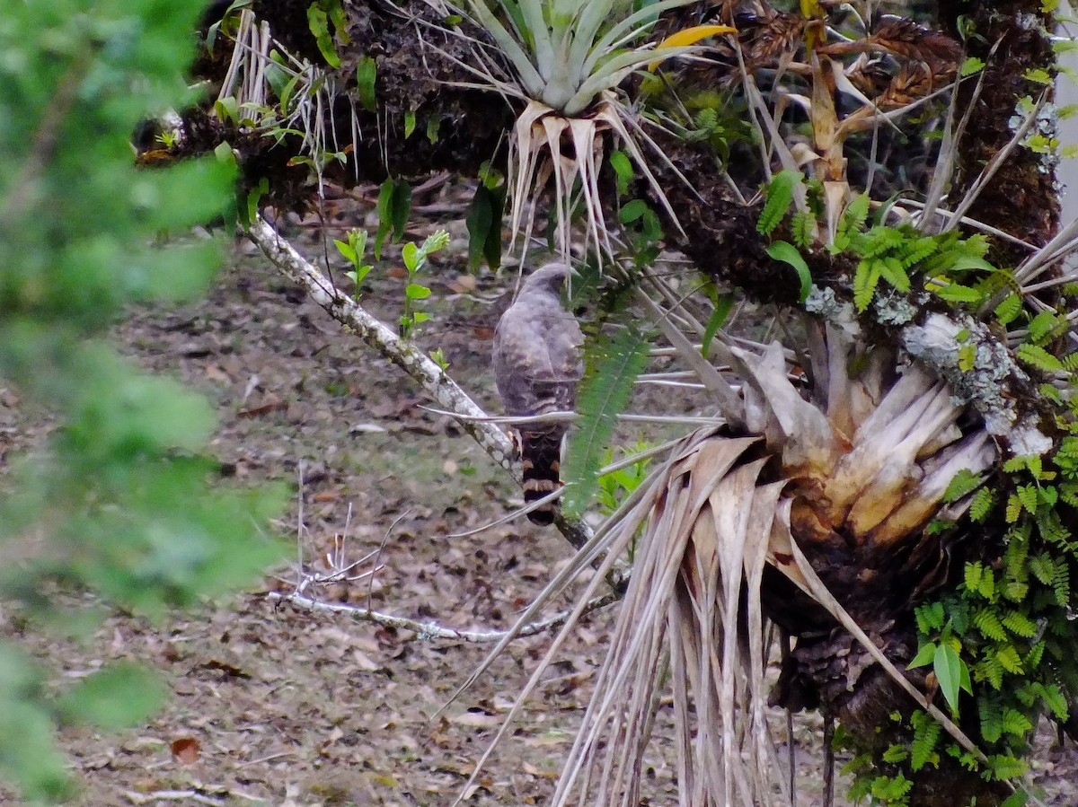 Roadside Hawk - ML357757791