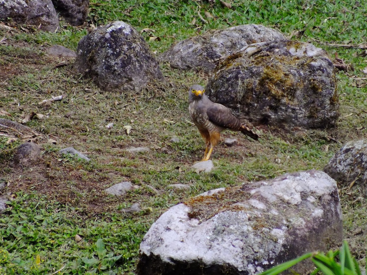 Roadside Hawk - ML357757811