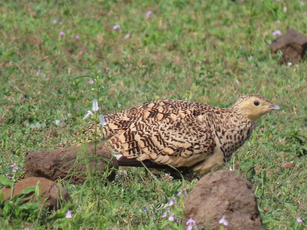 Chestnut-bellied Sandgrouse - ML357757921