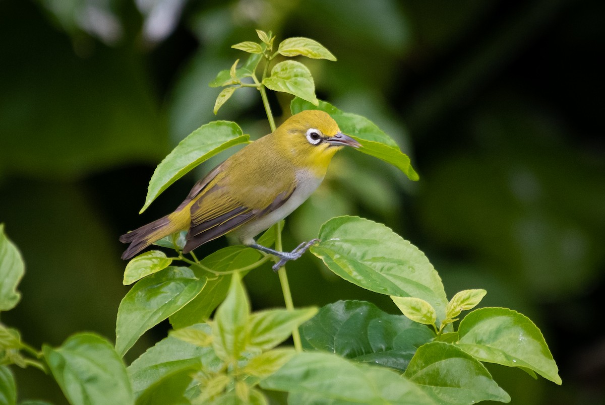 Ashy-bellied White-eye - ML357758651