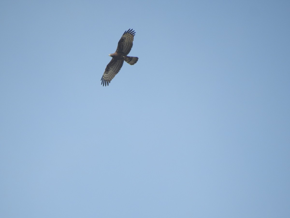 Oriental Honey-buzzard - ML357759461