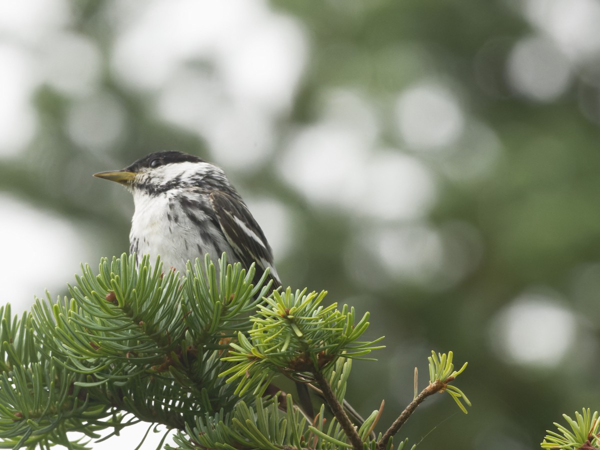 Blackpoll Warbler - Alan Van Norman