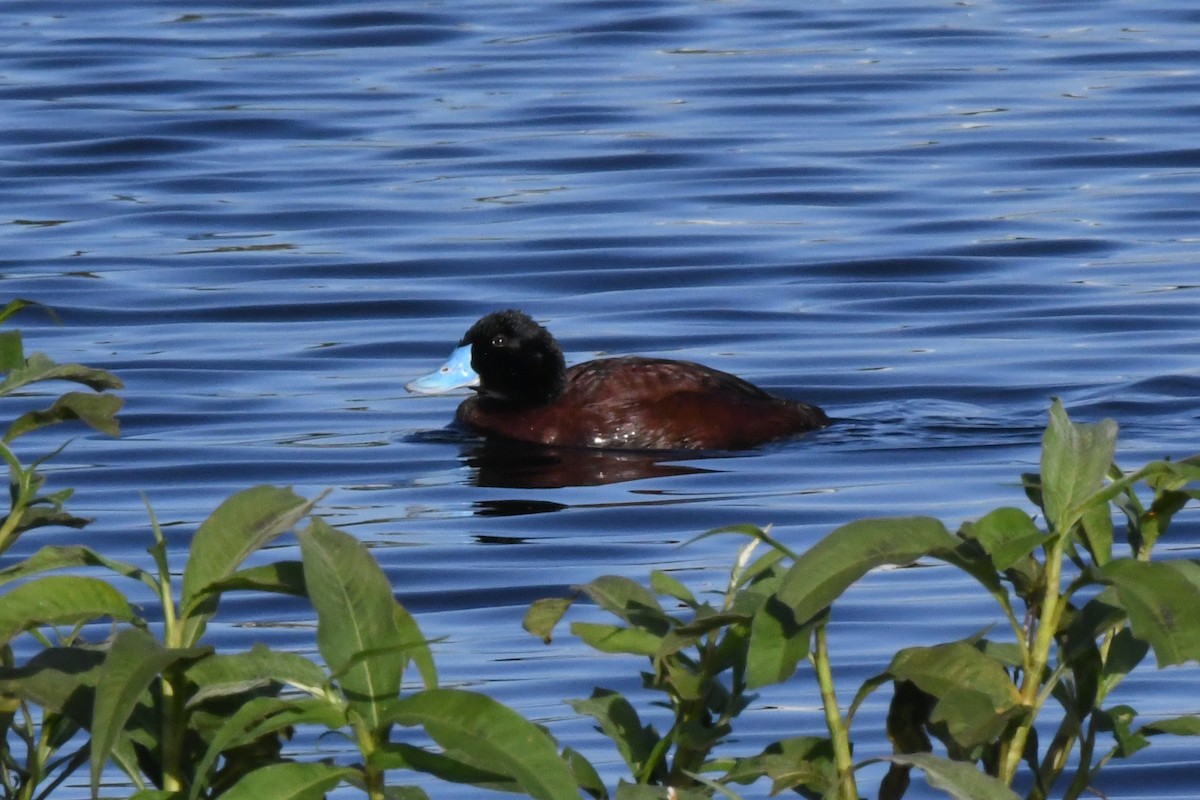 Blue-billed Duck - ML357760591