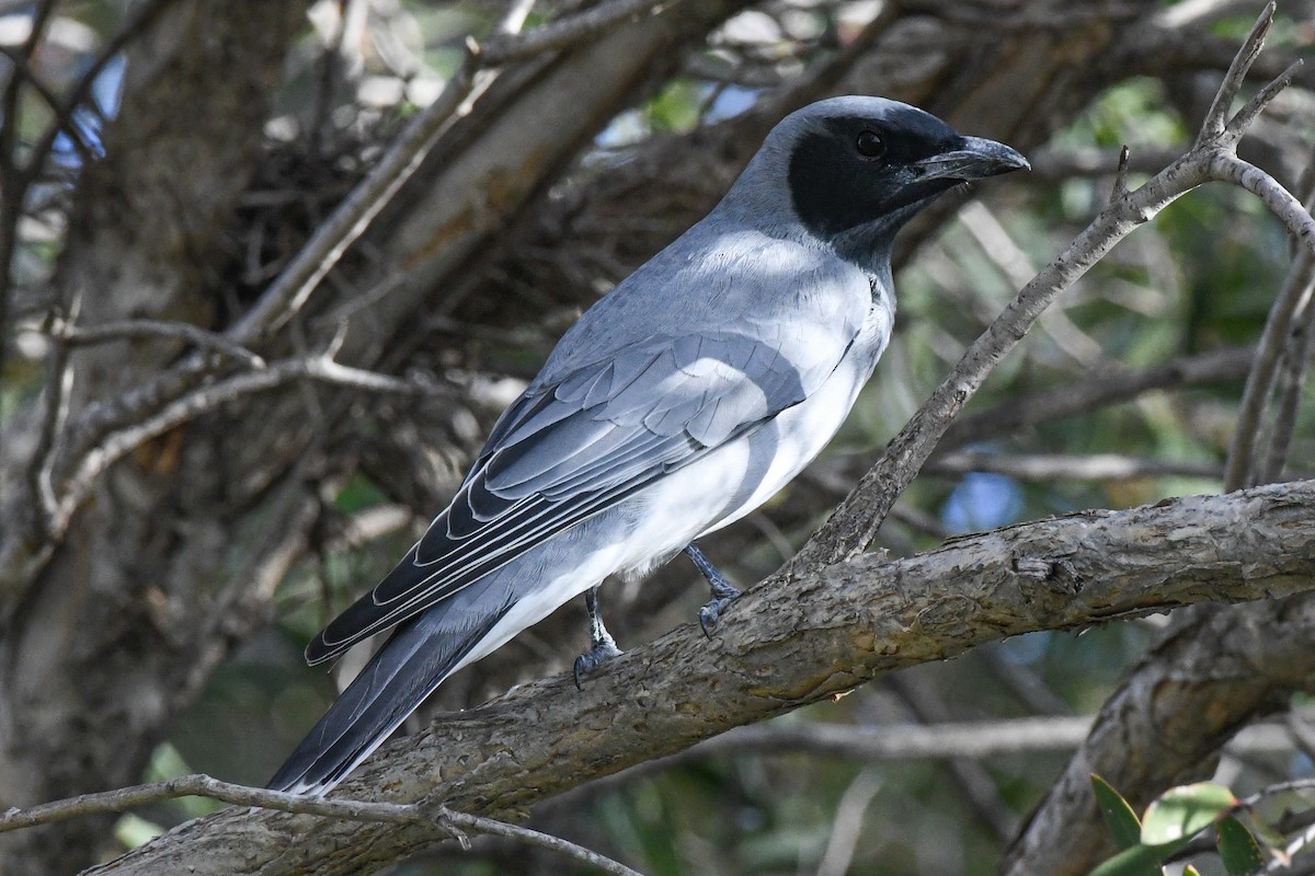 Black-faced Cuckooshrike - ML357761561