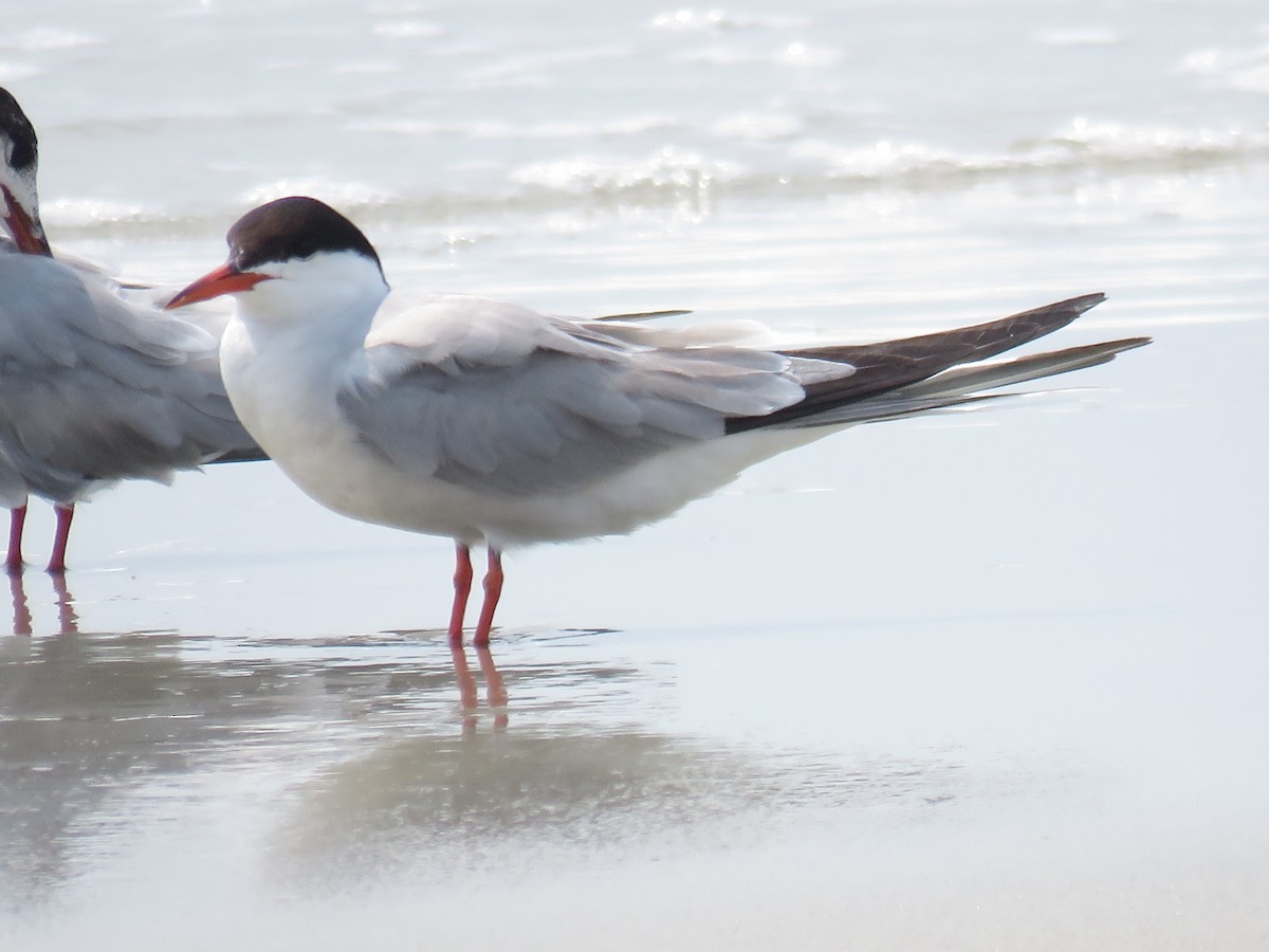 Common Tern - ML357762191