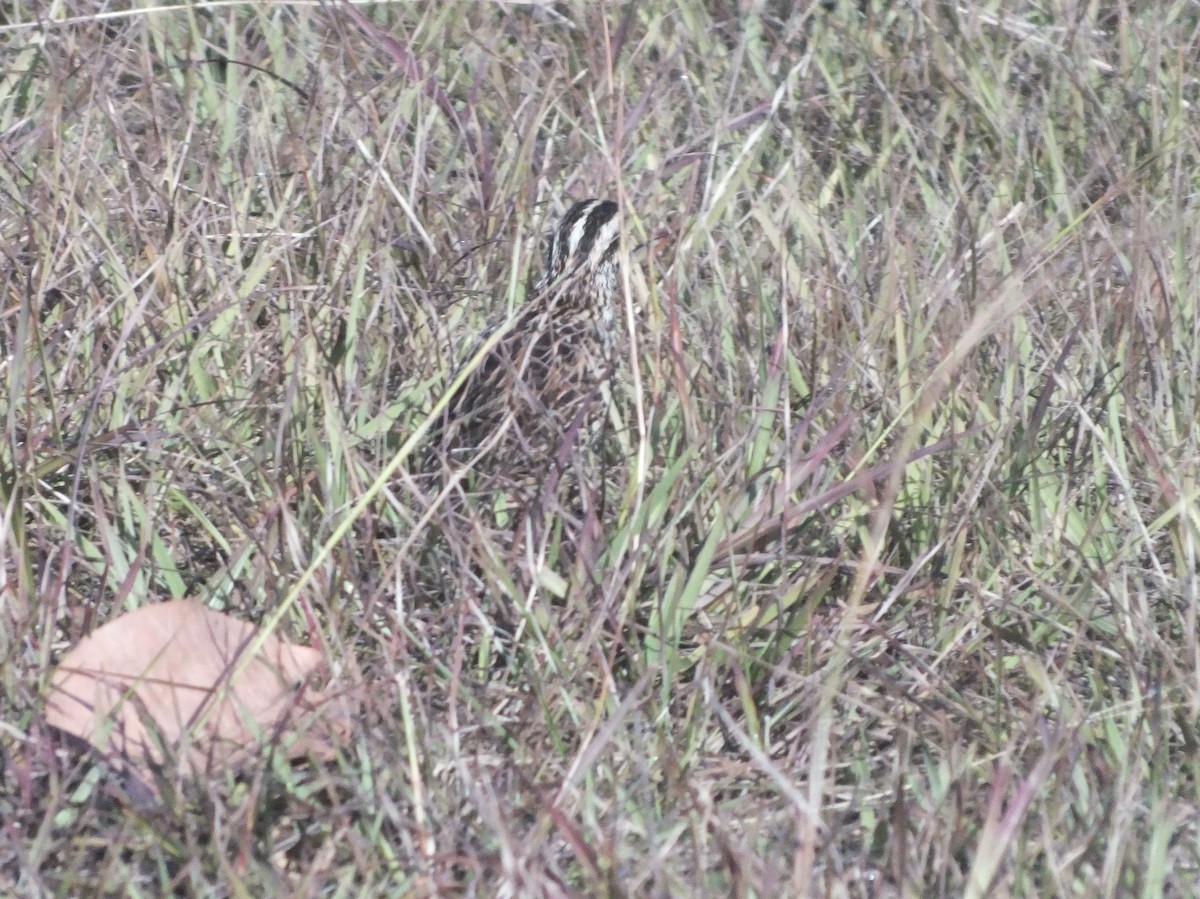 Eastern Meadowlark - ML357765731