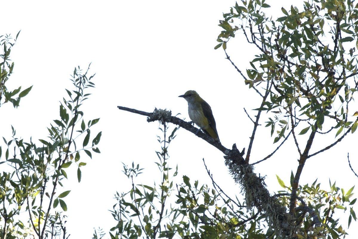 Eurasian Golden Oriole - ML357765861