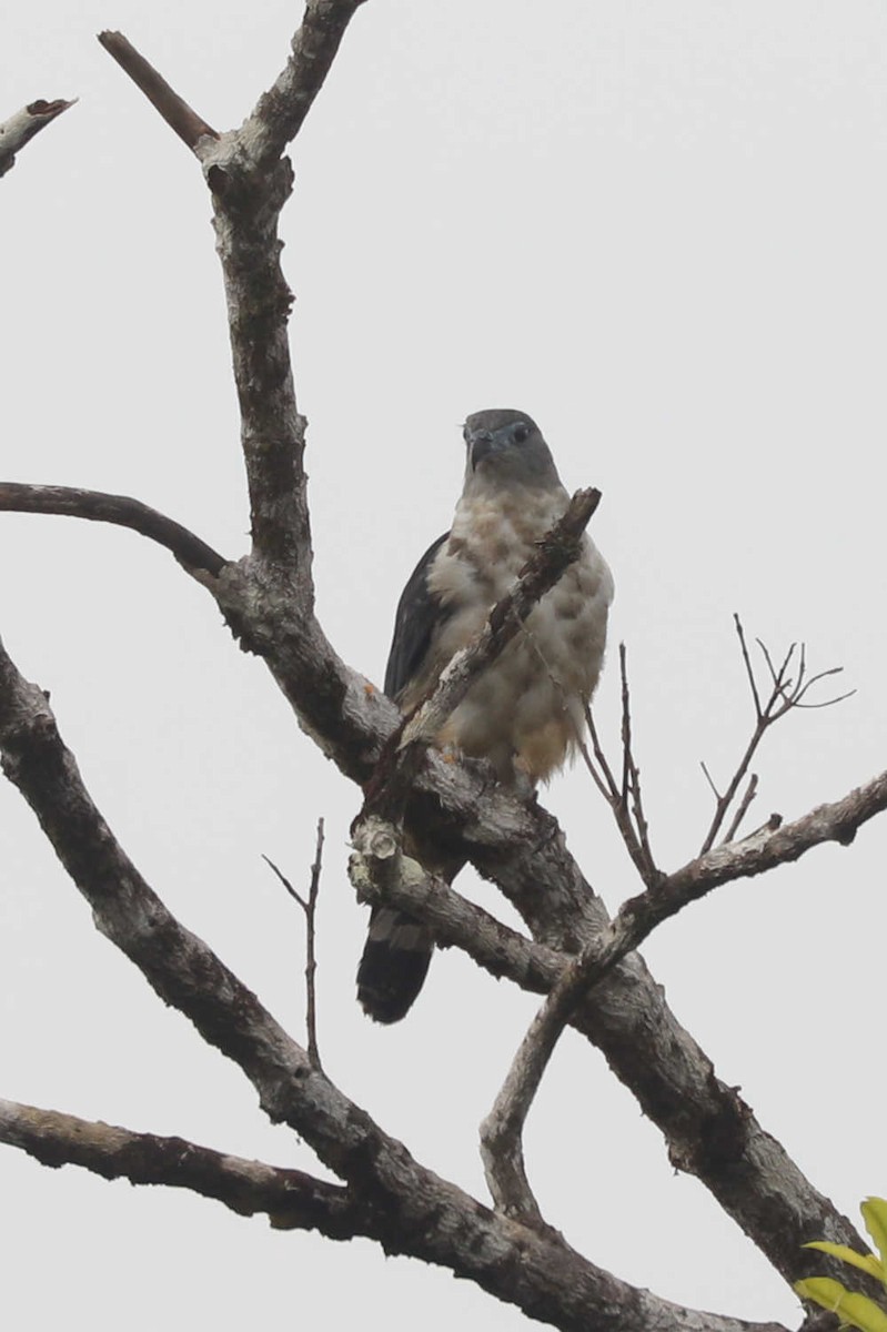 Gray-headed Kite - ML357766101