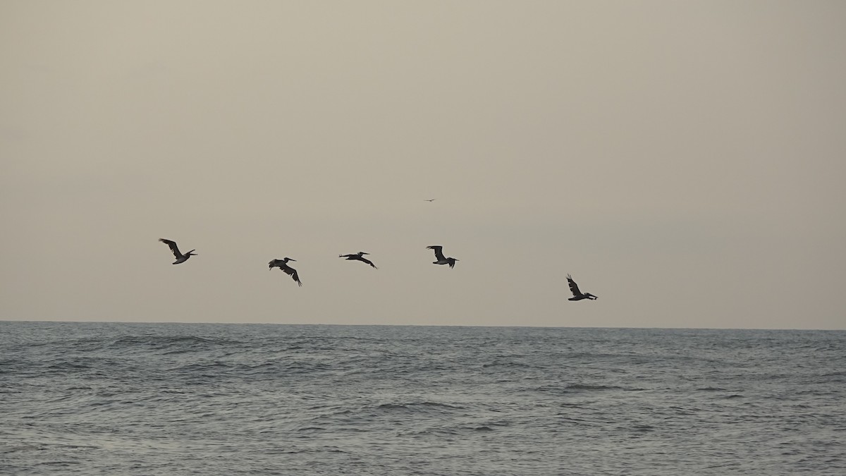 Brown Pelican (Atlantic) - Curt Kessler