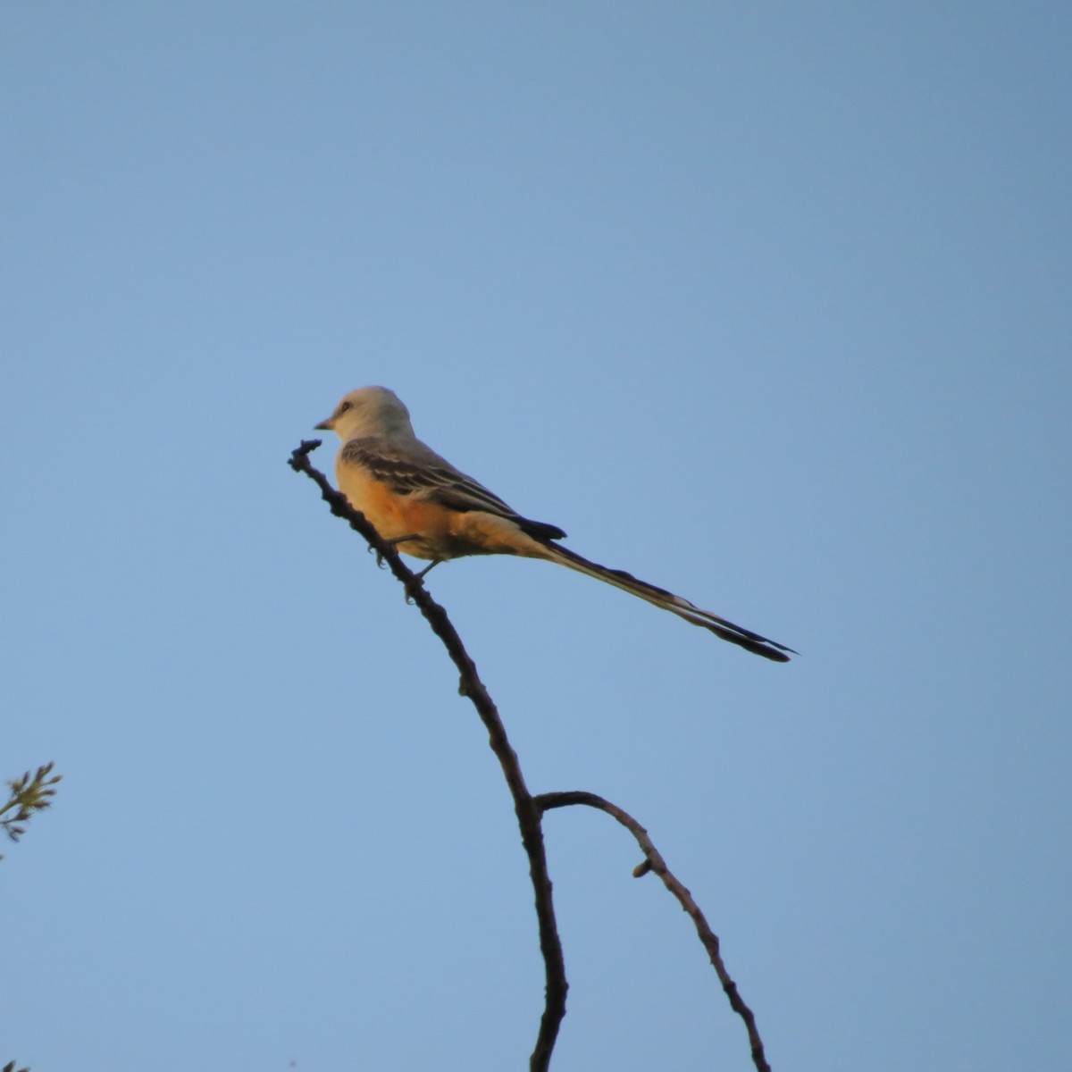 Scissor-tailed Flycatcher - Nels Nelson